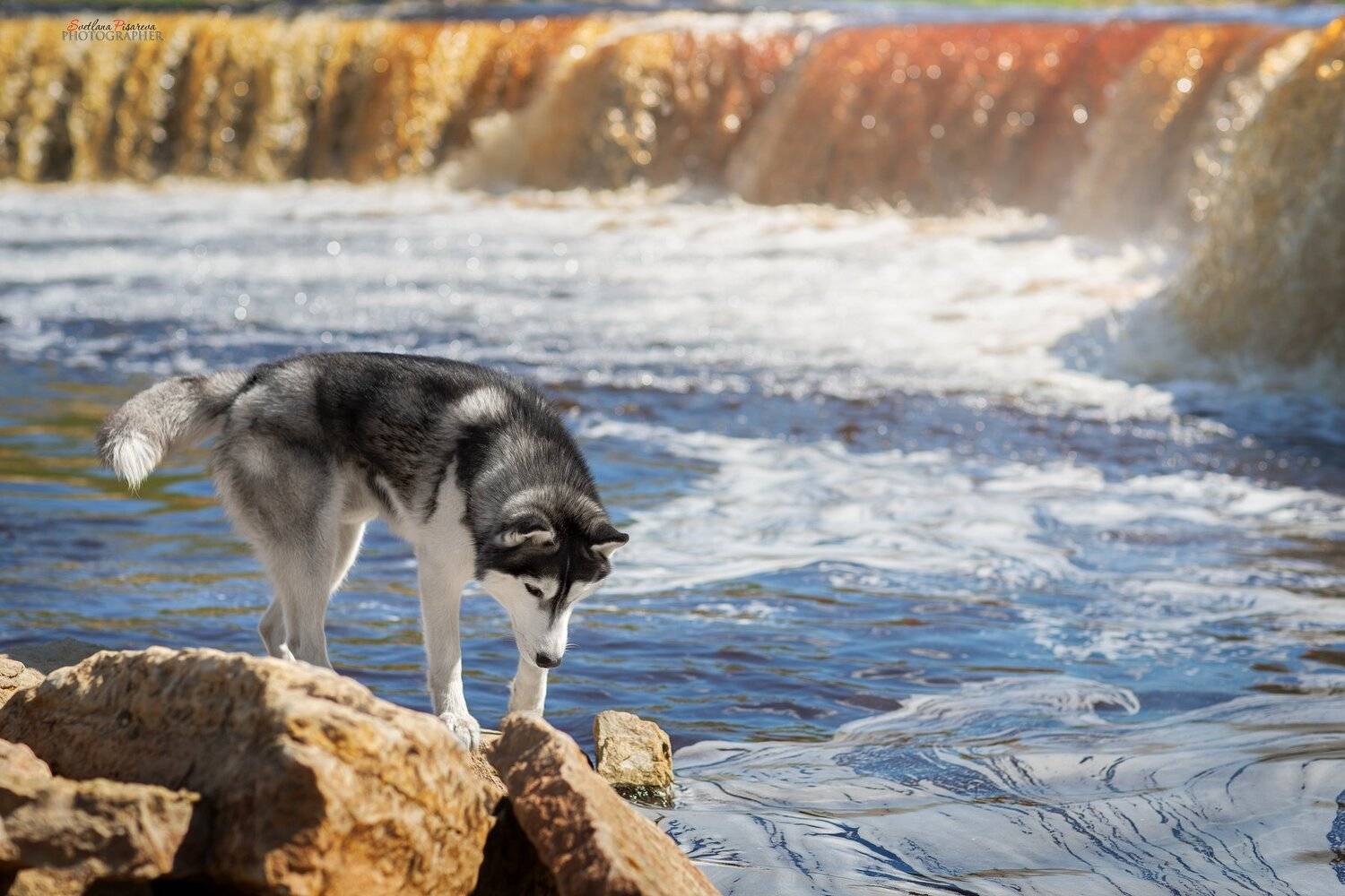 , Светлана Писарева