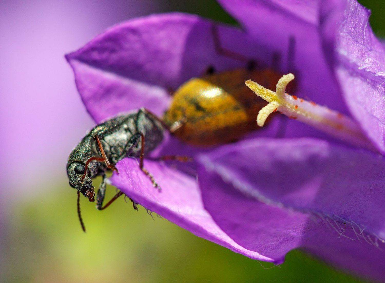 , Владимир Сковородников