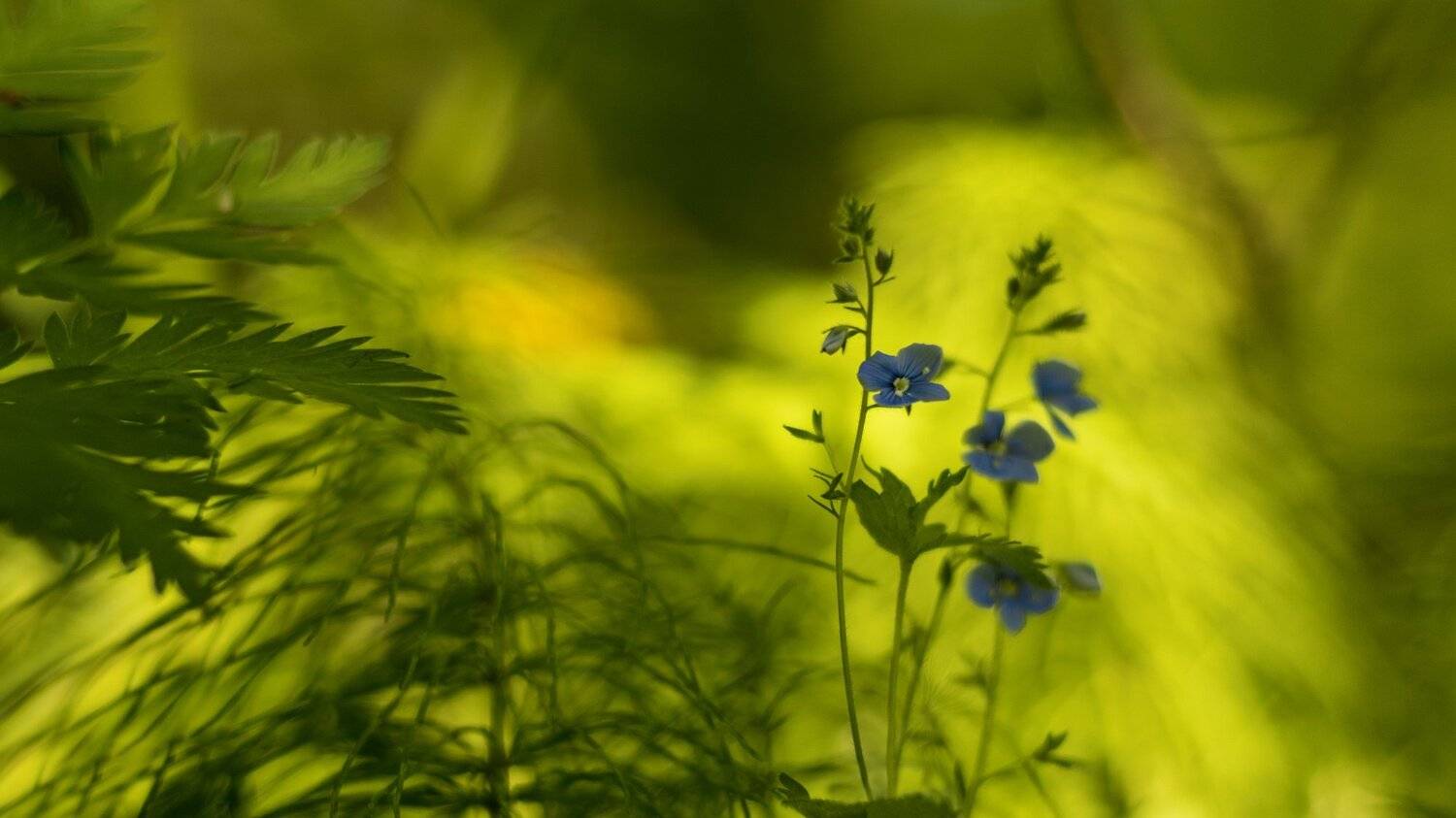 весна,природа,лес,беларусь, Sixten ( Сергей )