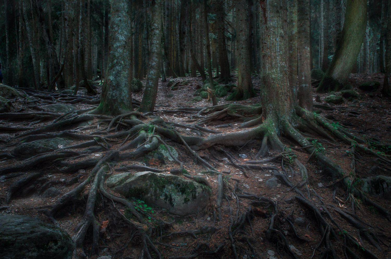 лес, природа, пейзаж,, Алексей Сергованцев