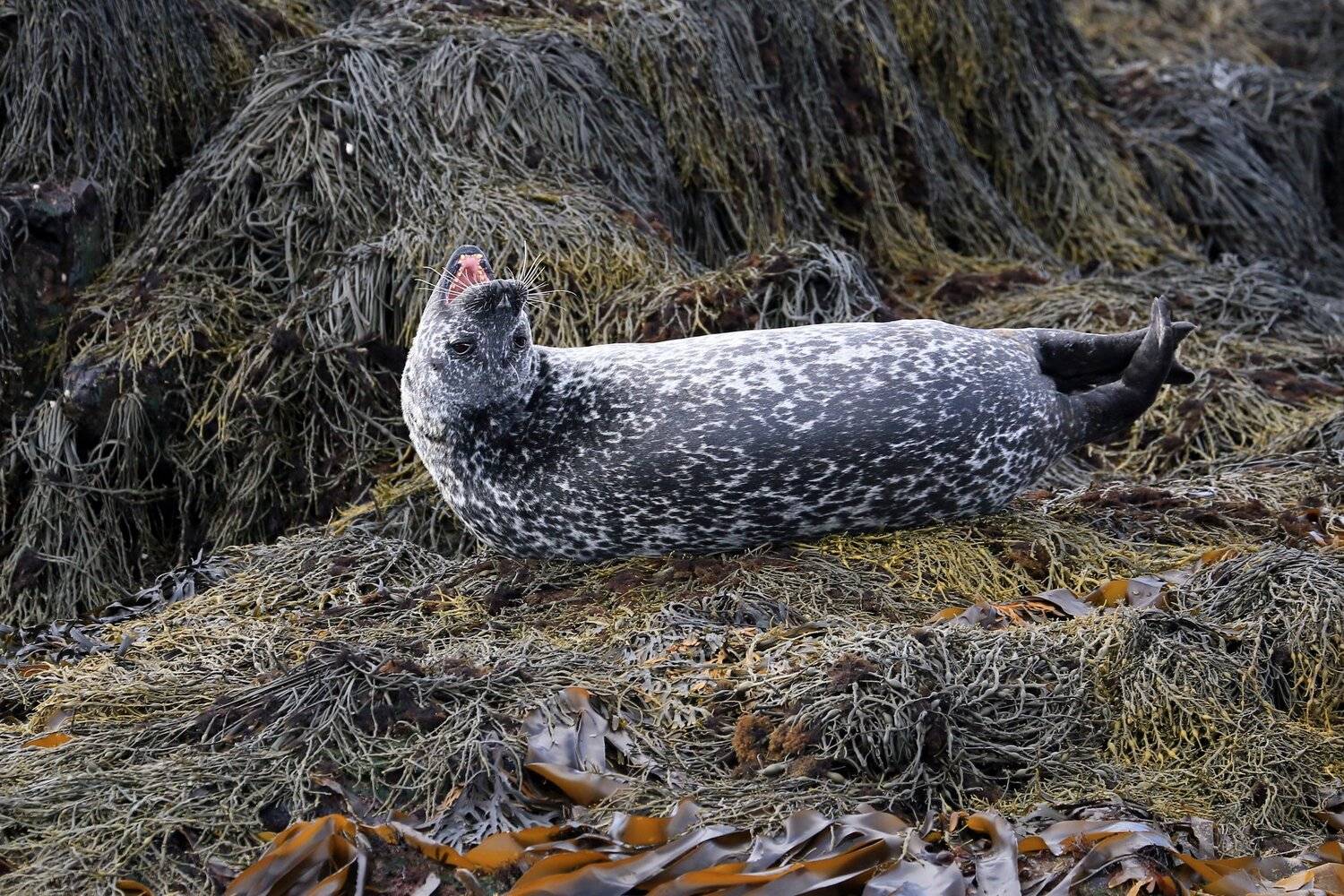Тюлень, Животные, Seal, Animal, Конарев Михаил