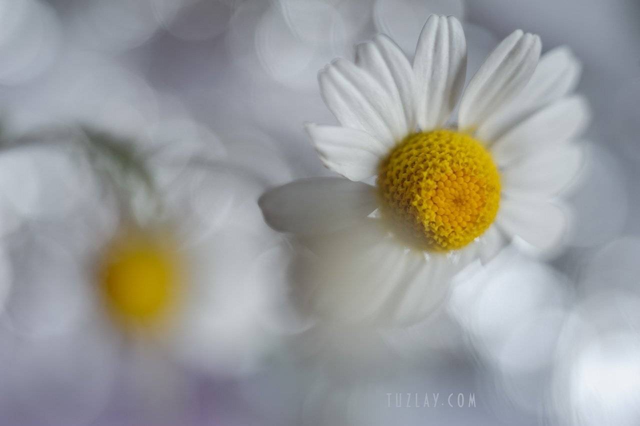 , Владимир Тузлай