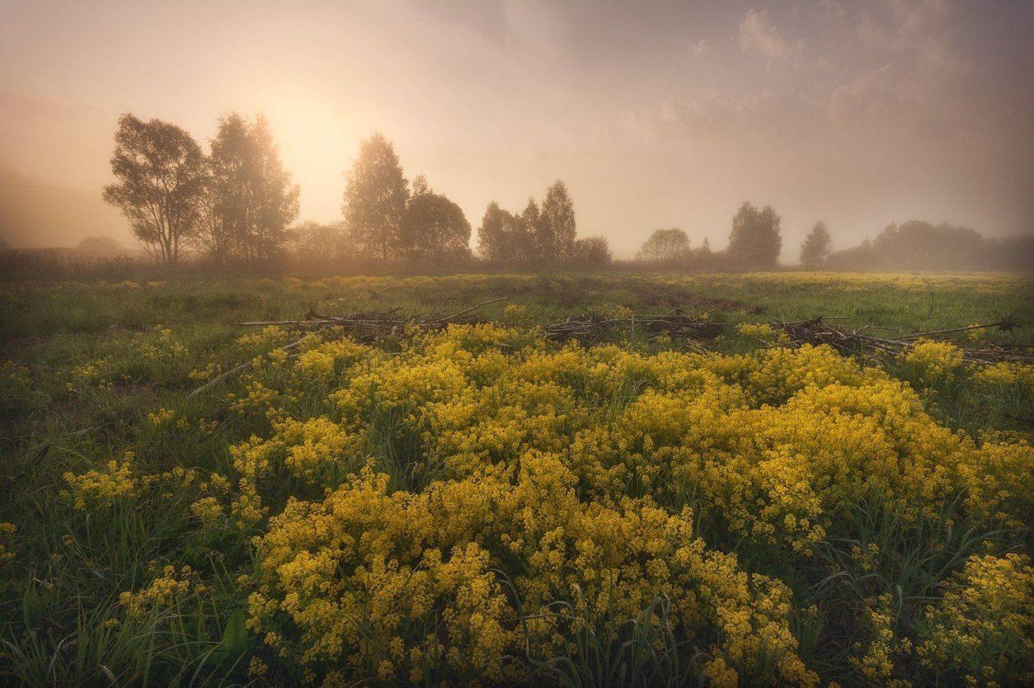 пейзаж, рапс, рассвет, рапсовое поле, пейзажное фото, Жмак Евгений