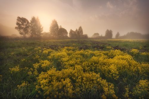 Рапсовое утро