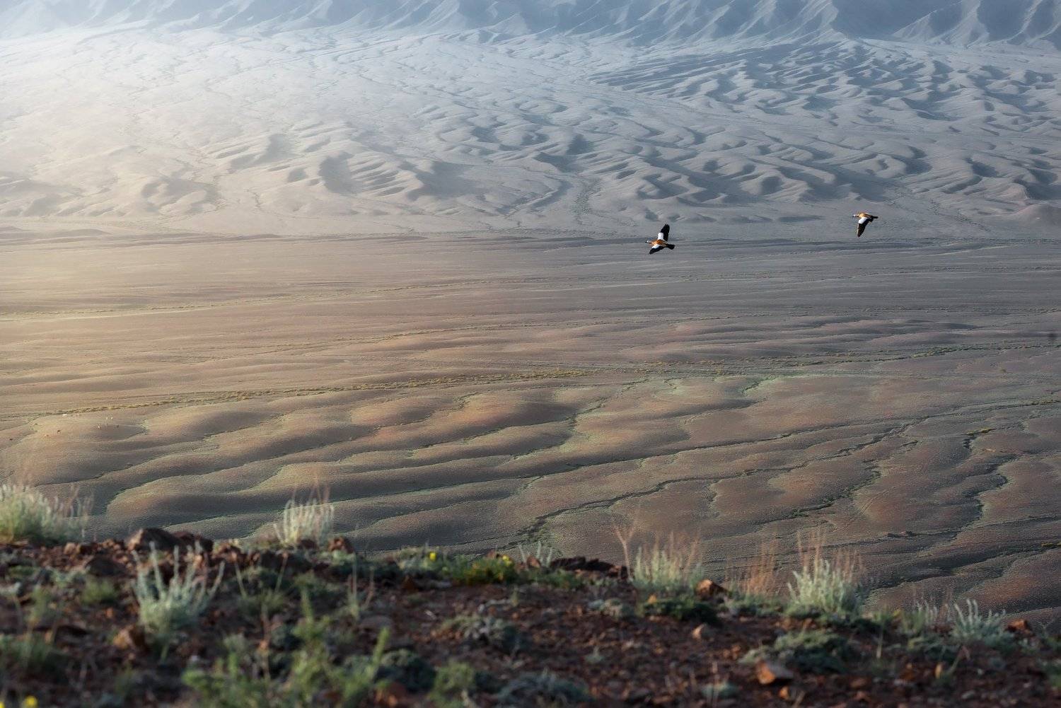 птицы, утки, полёт, горы, утро, рассвет, холмы, Владимир