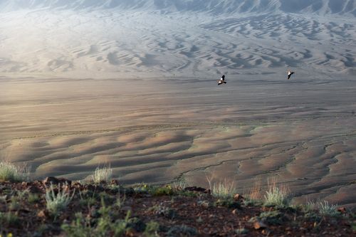 И только ветер в небесах способен крылья их расправить... во всю длину