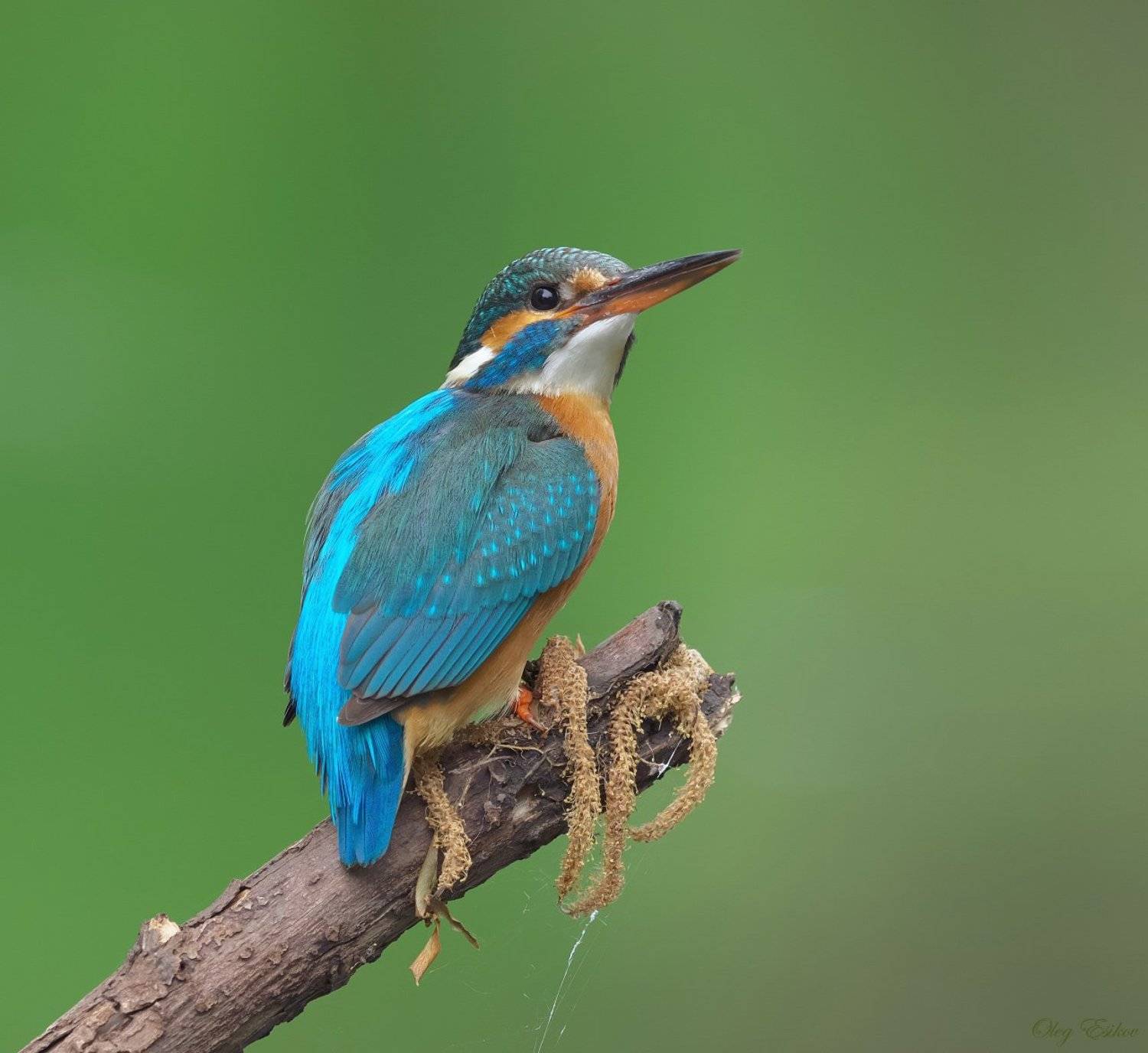 птицы, зимородок, Олег Есиков