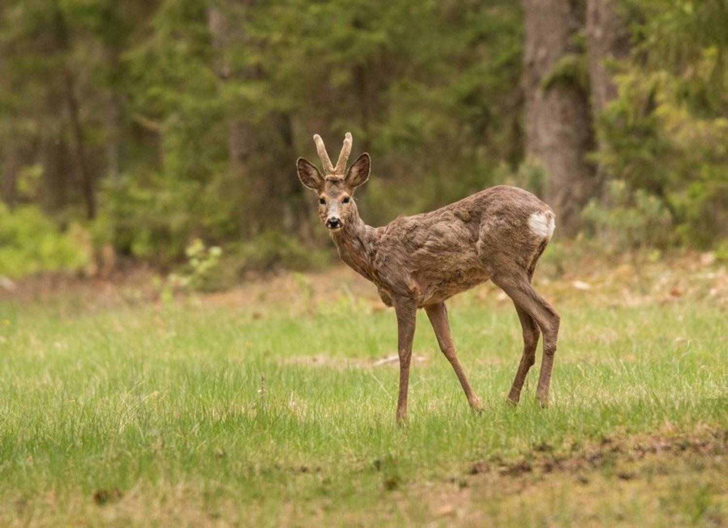 косуля, дикие животные,, Владимир Пакалевич
