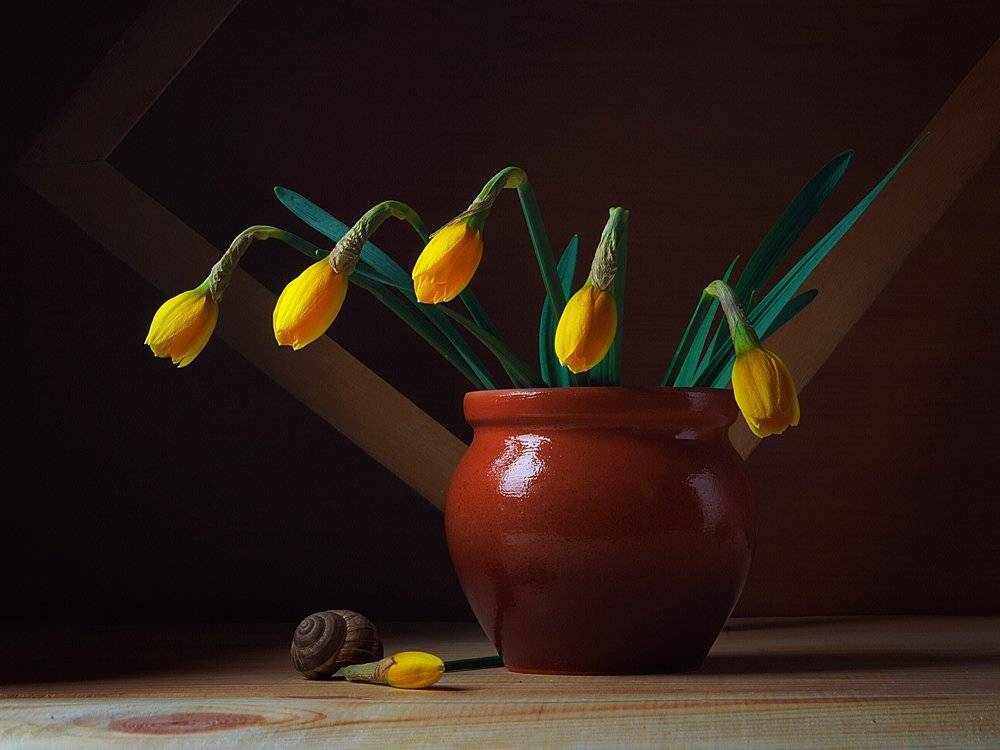 , Анжелика Королева
