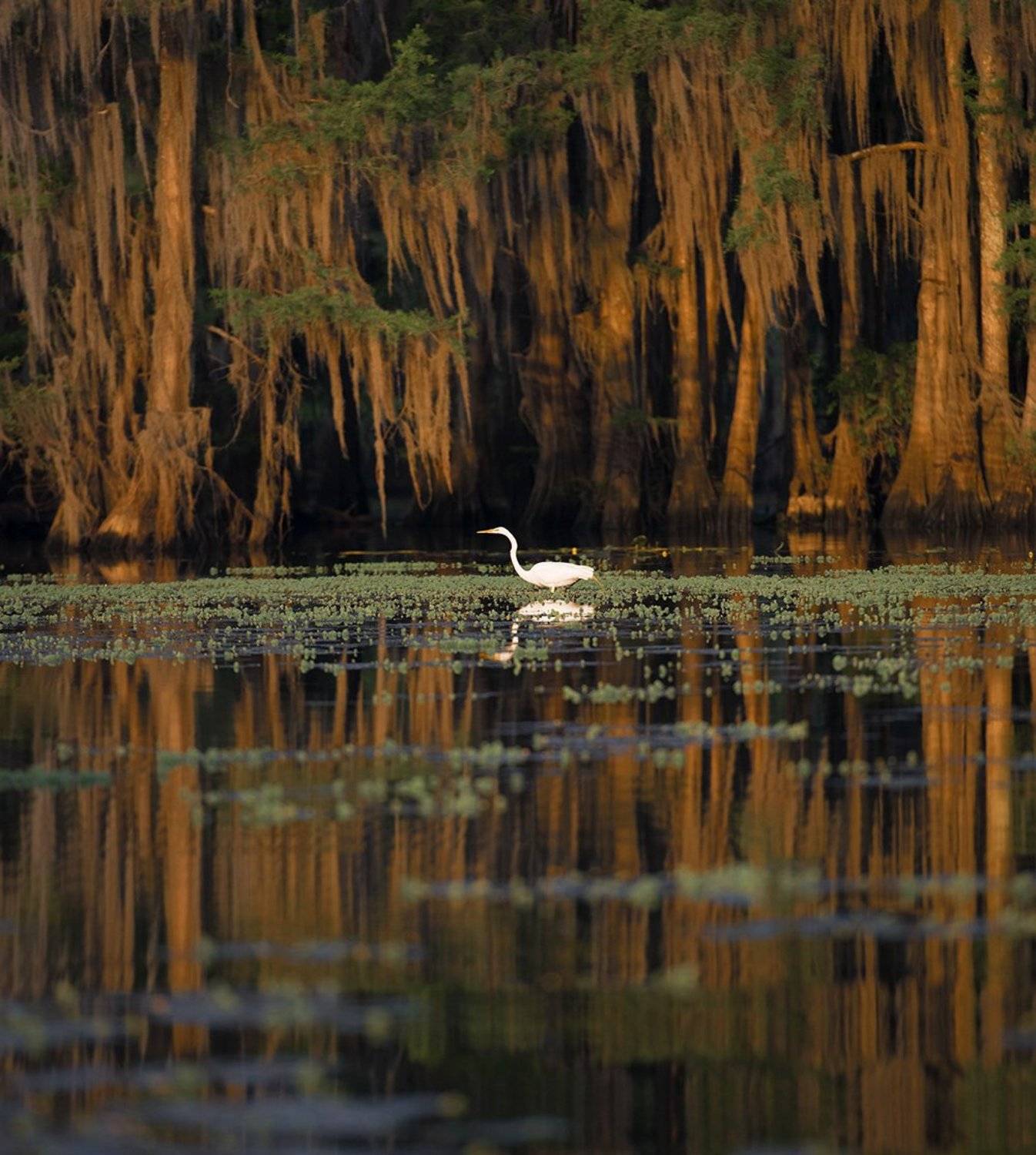 Swamp, Dmitry Samoylin