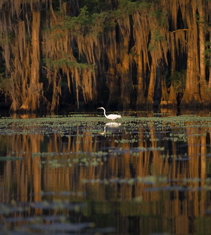 Swamp Texas Swamp фото превью