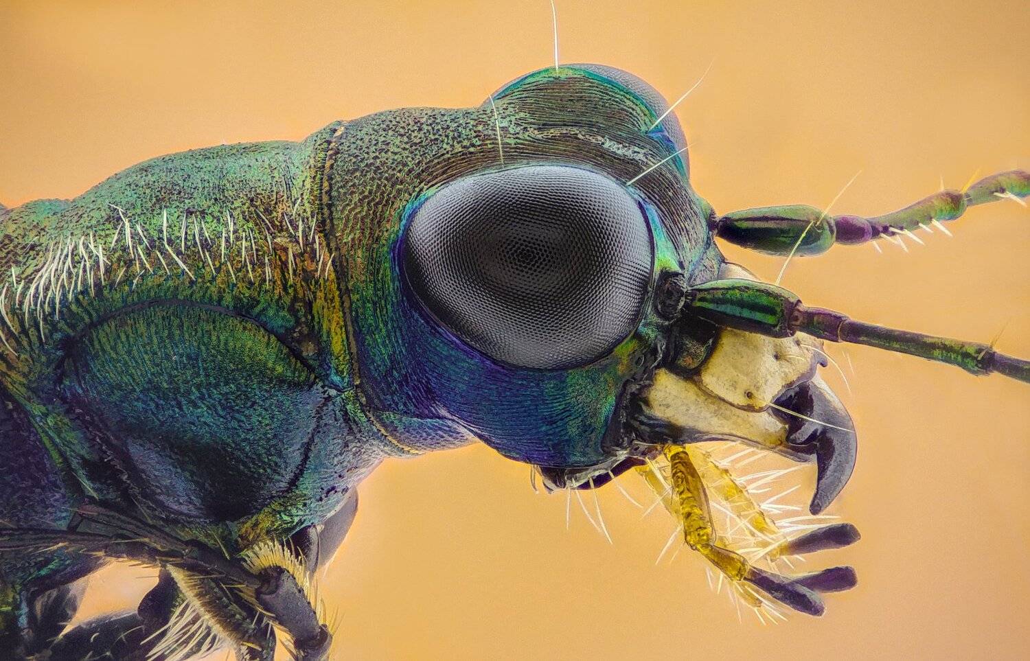 Автор: Tsvetan Ganev ceclii, macro, extrememacro, Tsvetan Ganev