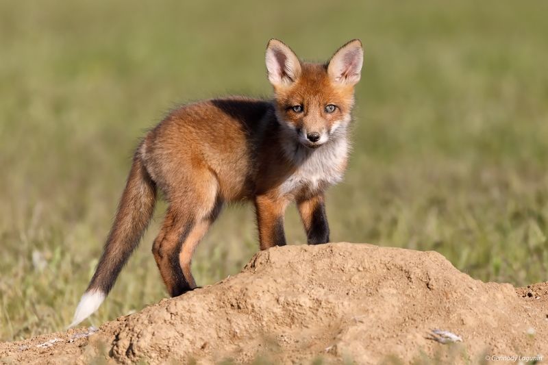 лиса, fox *** фото превью