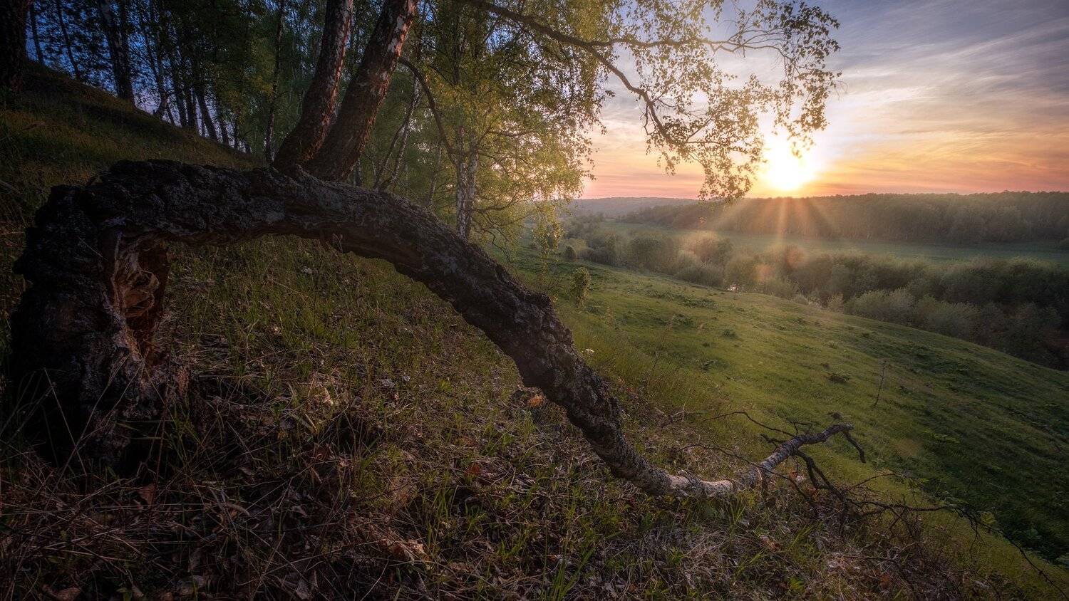 пейзаж, природа, река, осетр, долина, березы, роща, рассвет, солнце, романтика, Андрей Чиж