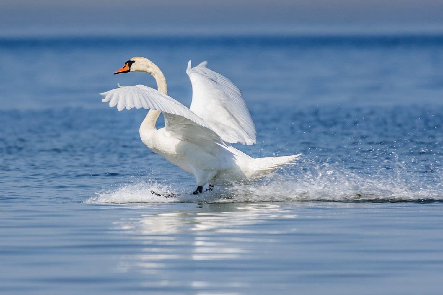 , Александр Абросимов