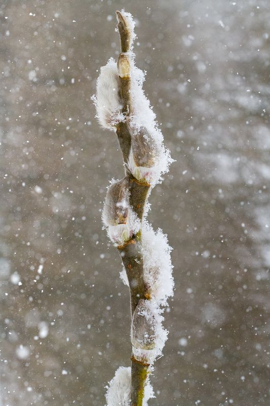 цветы,цветок,макро,растения,природа,верба Весна!!! фото превью