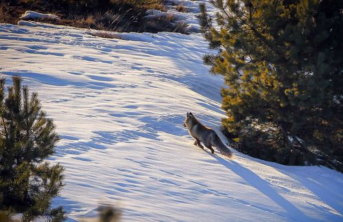Не жданчик..