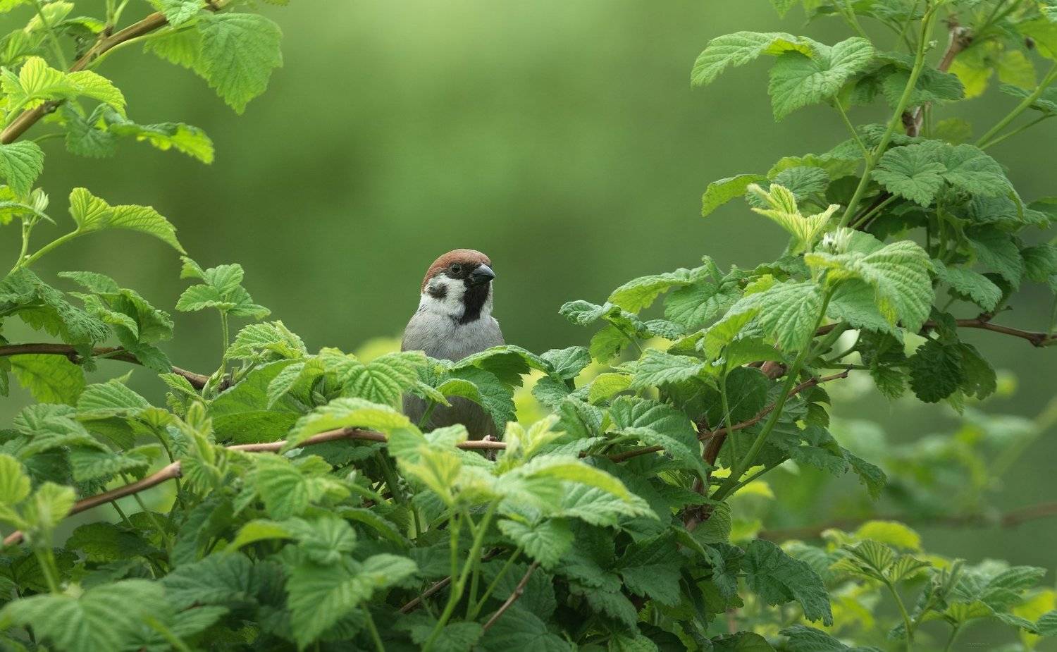 природа, лес, животные, птицы, Дмитрий Посевич