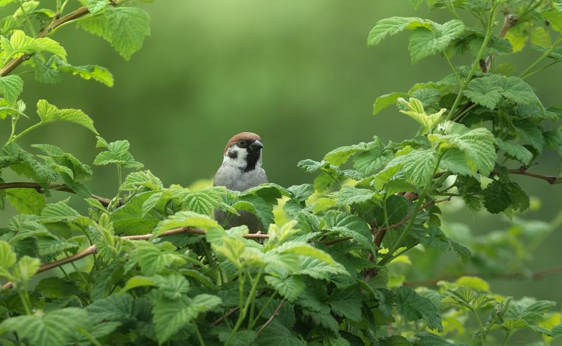 В засаде :) фото превью