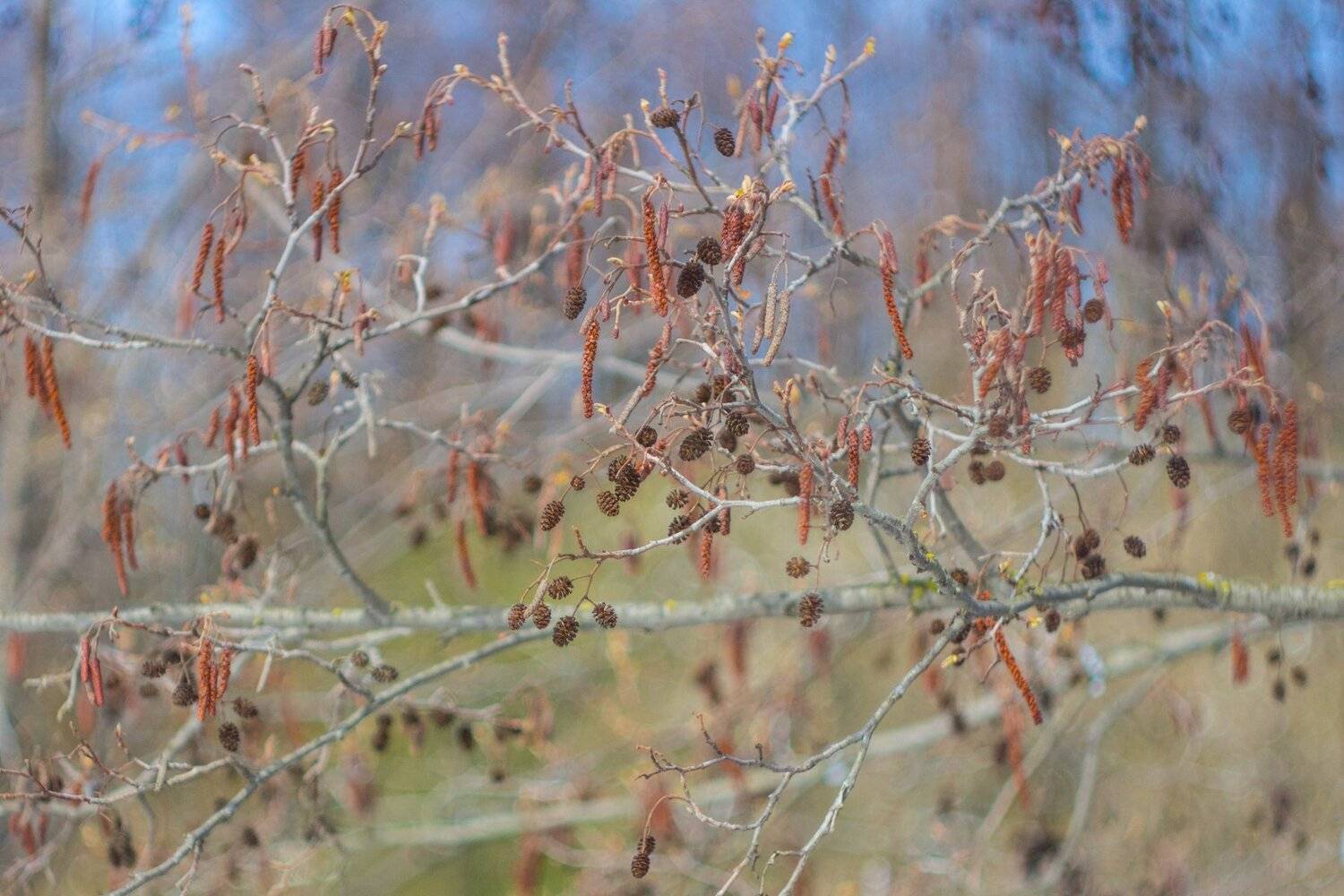 , Руслан Востриков