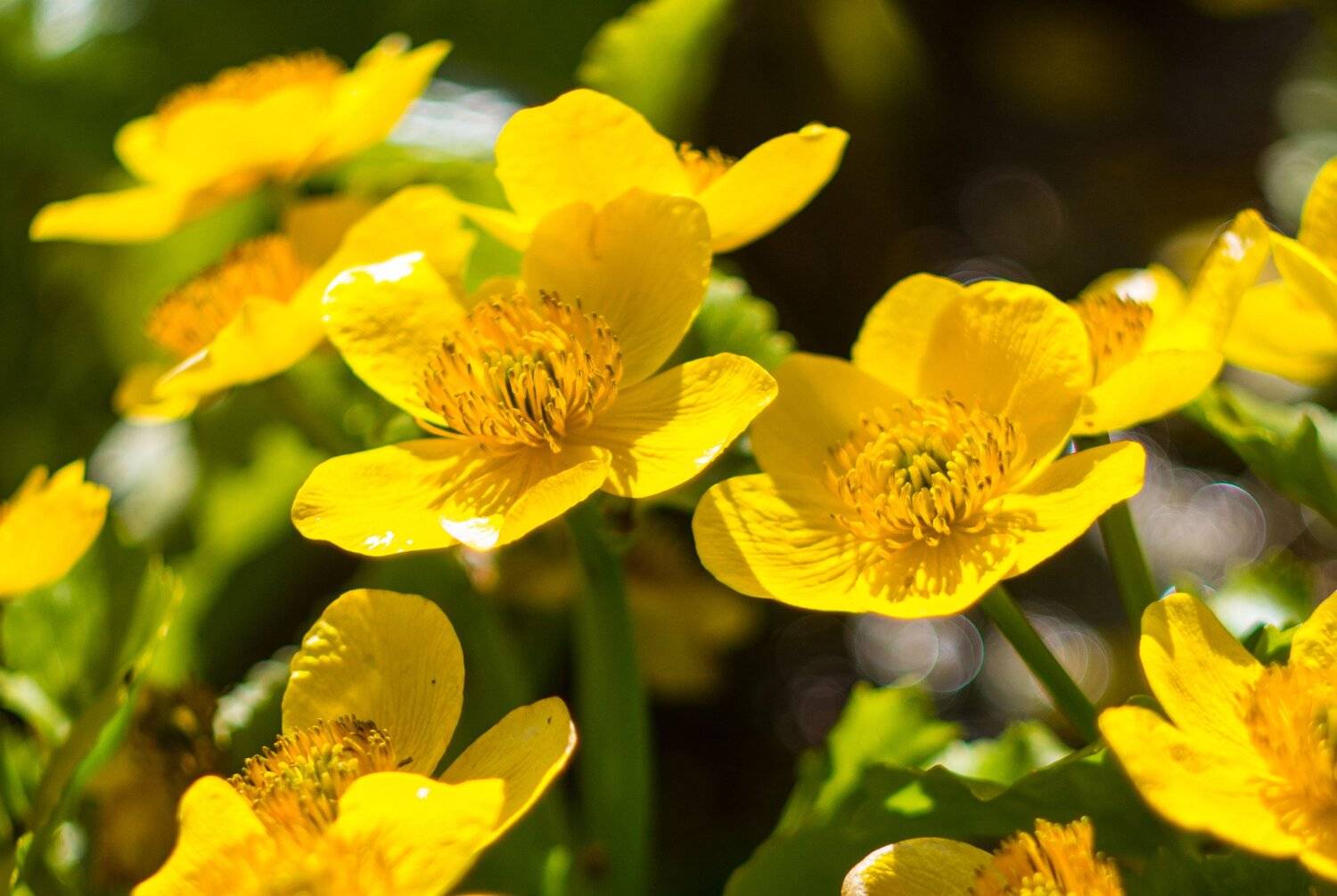 , Руслан Востриков