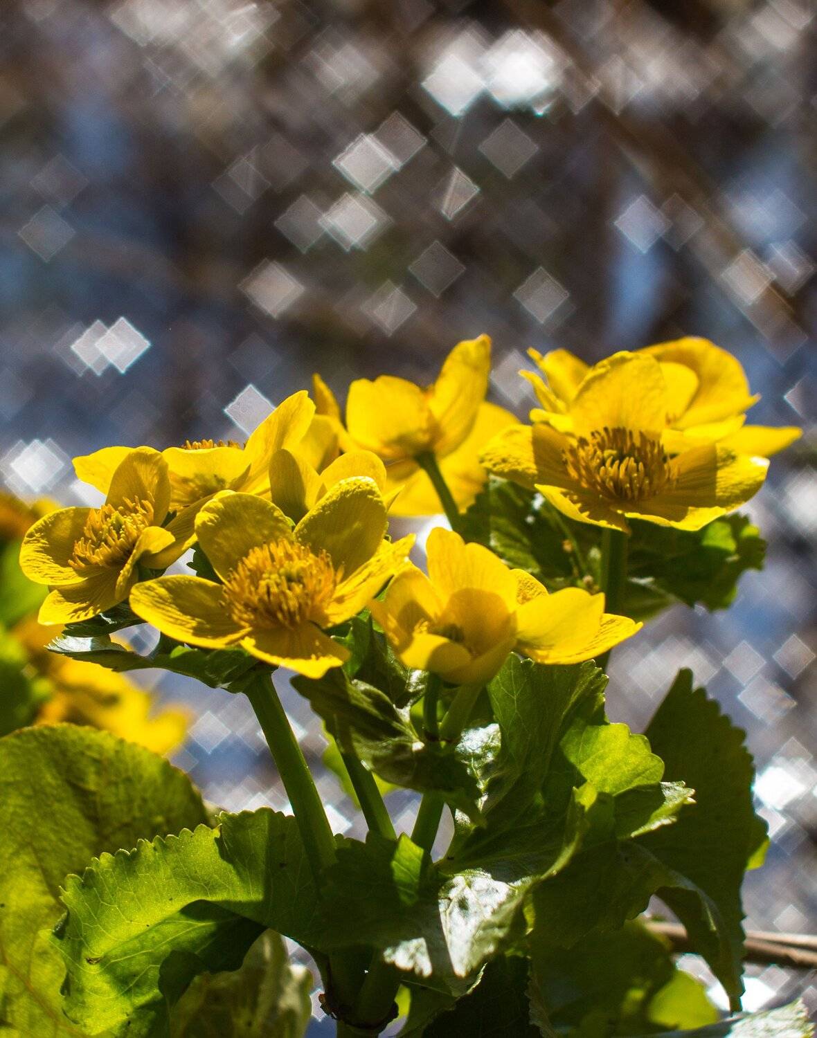 , Руслан Востриков