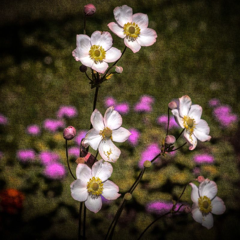 цветок цветок фото превью