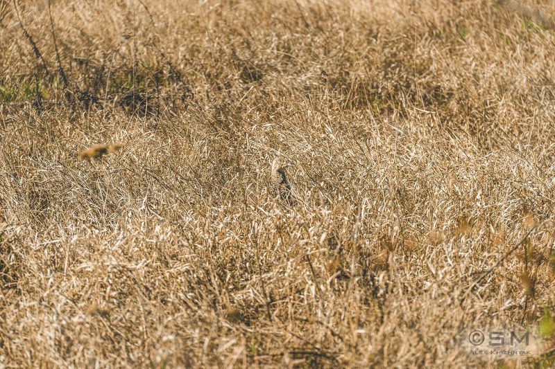 фазан, природа, трава, птица, камуфляж Мастер маскировки... фото превью