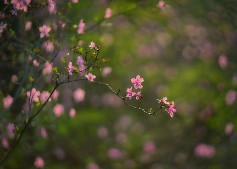 багульник, рододендрон даурский , весна в сибири ,  весенняя круговерть... фото превью