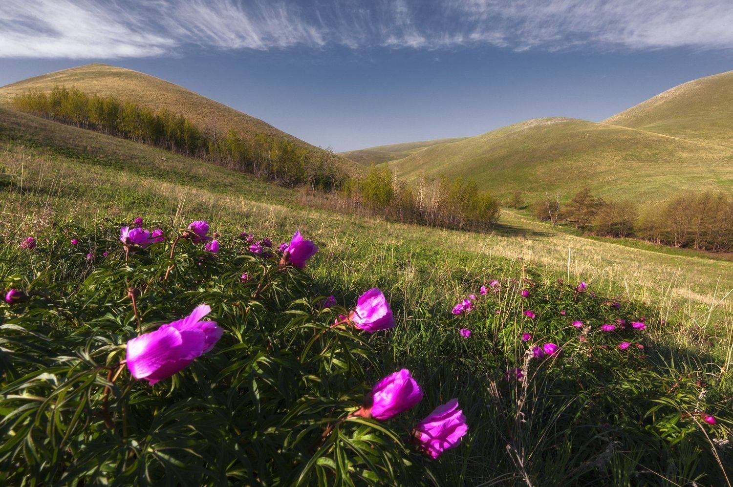 пион, горы, цветы, весна, май, орнебуржье, долгие горы, Илья Логачёв