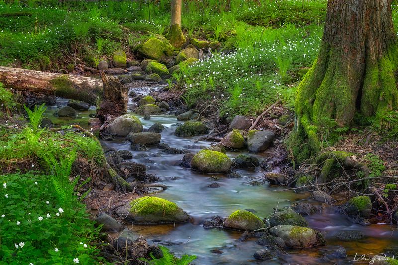 The Flow фото превью
