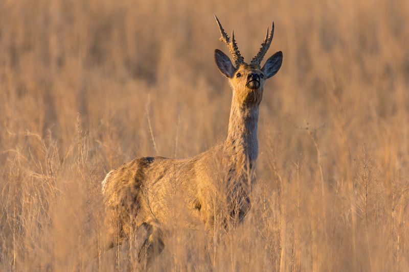 косуля косули фото превью