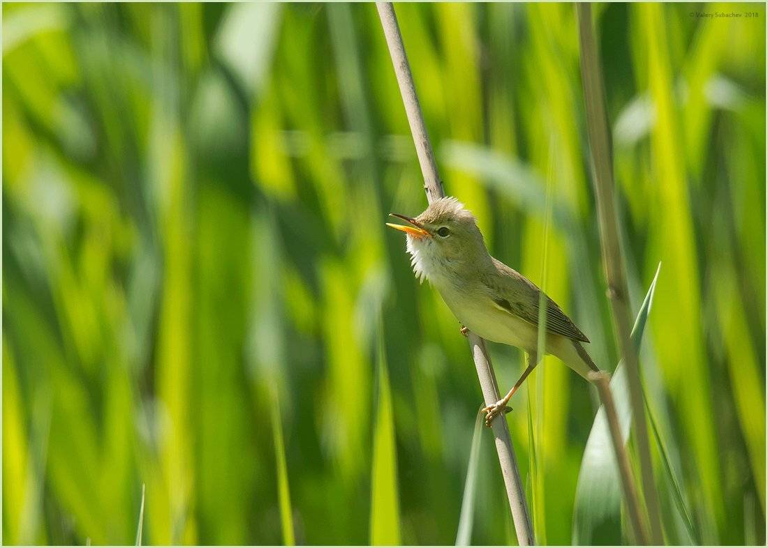 , Валерий Субачев