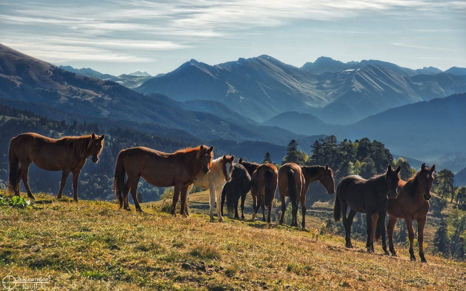 , Александр Круль