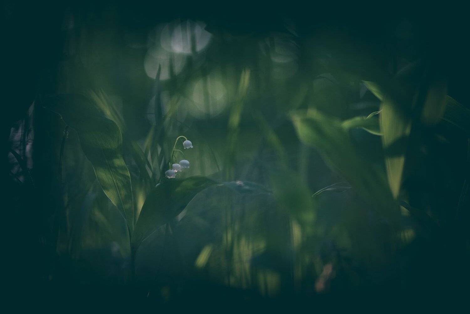 , Кузнецов Дмитрий