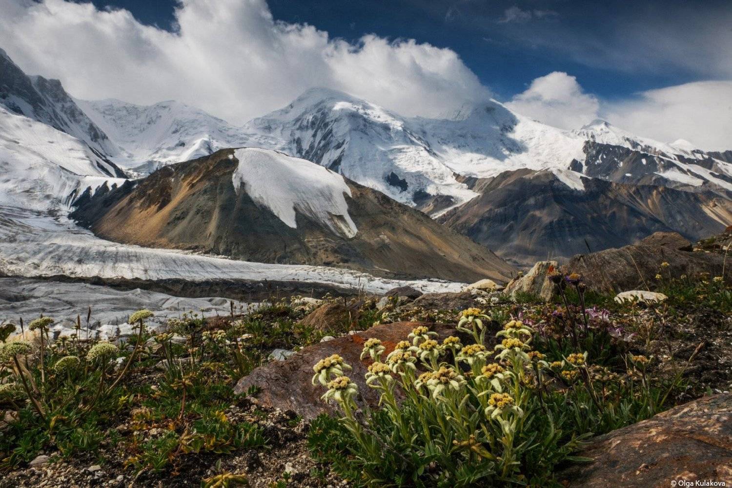баянкол, тянь-шань, горы, лето, цветы, эдельвейсы, Ольга Кулакова