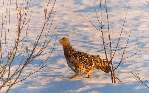 Ещё немного боровой