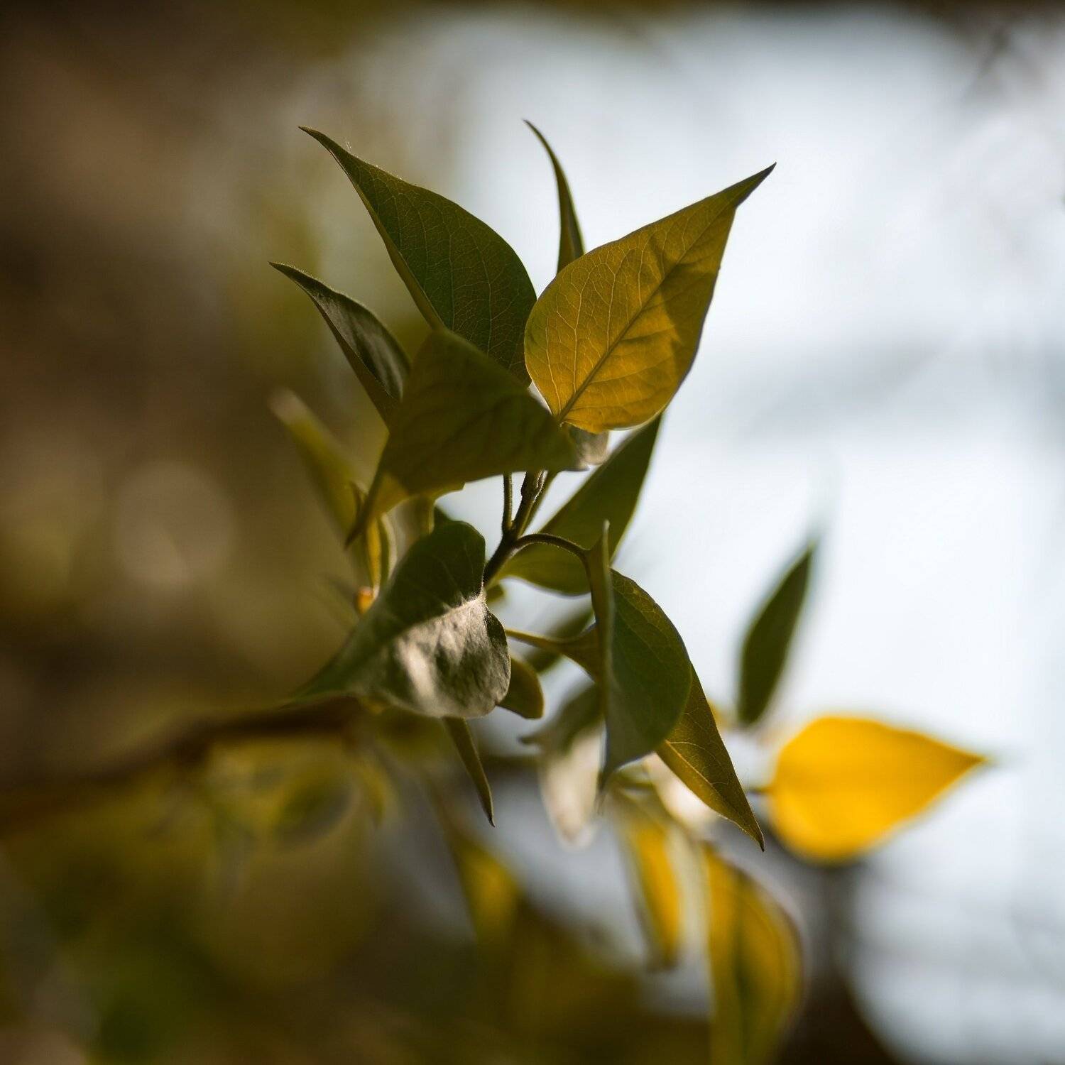 весна,природа,беларусь, Sixten ( Сергей )