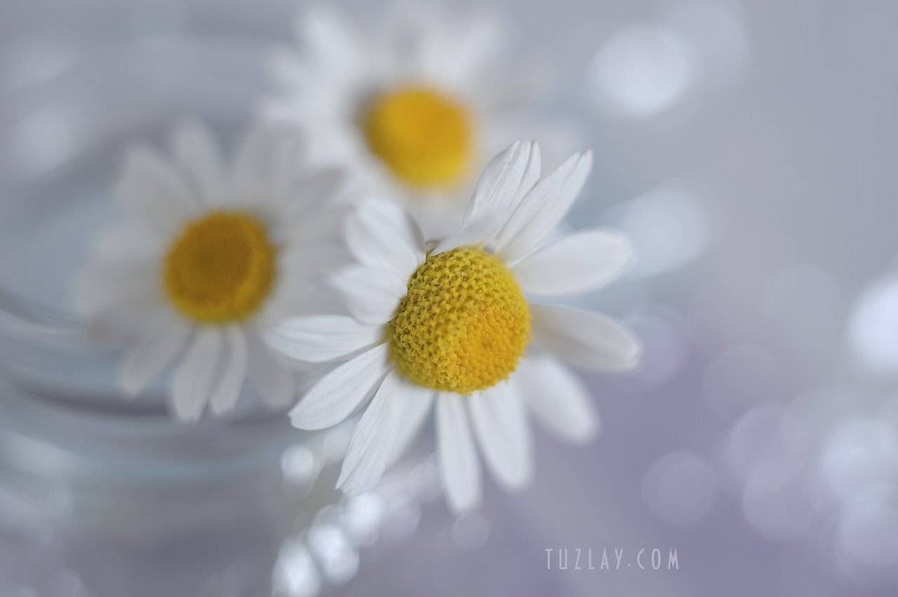 ромашки, белые ромашки, софт фокус, боке, Владимир Тузлай
