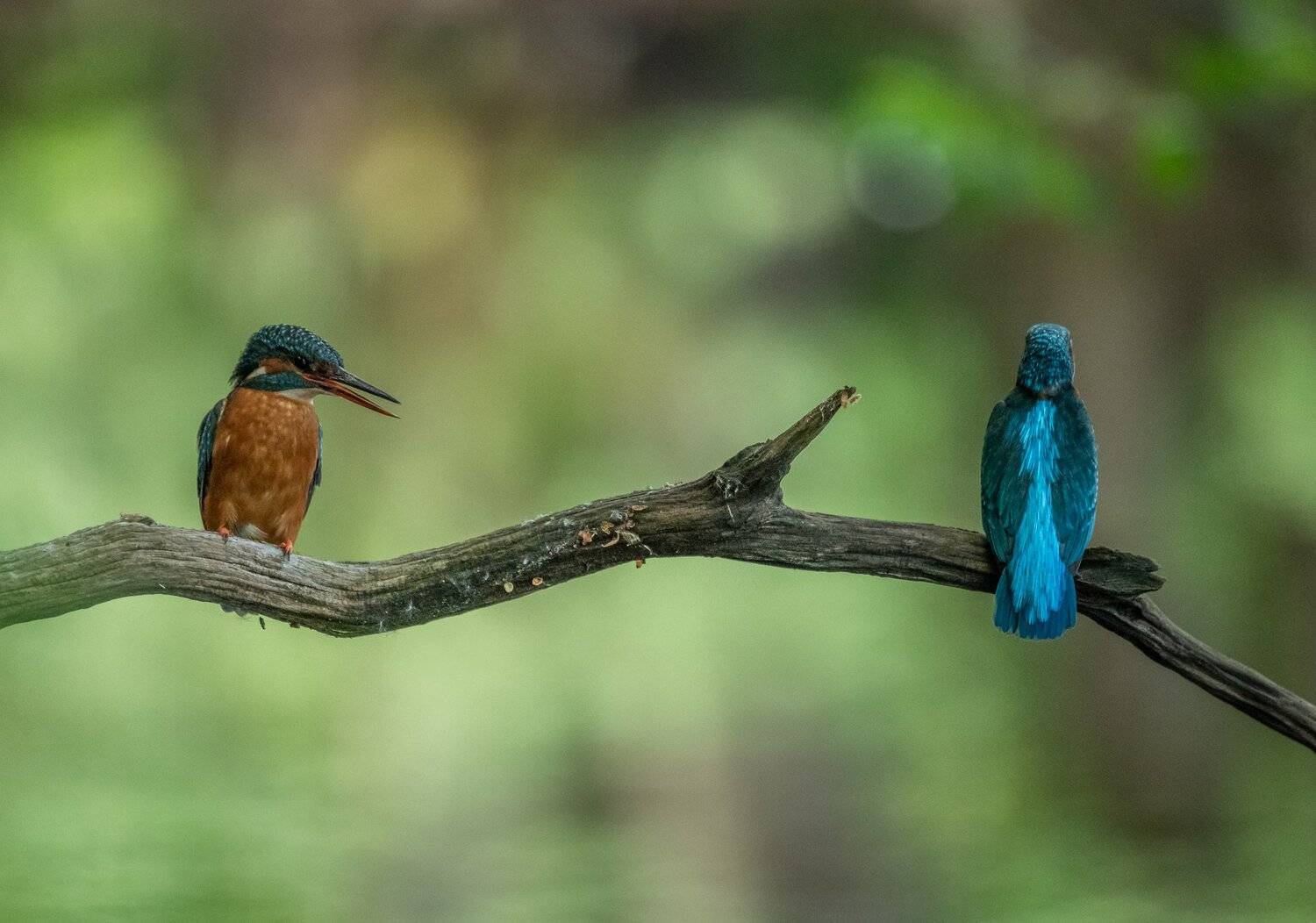 Kingfisher, Arnfinn Malmedal