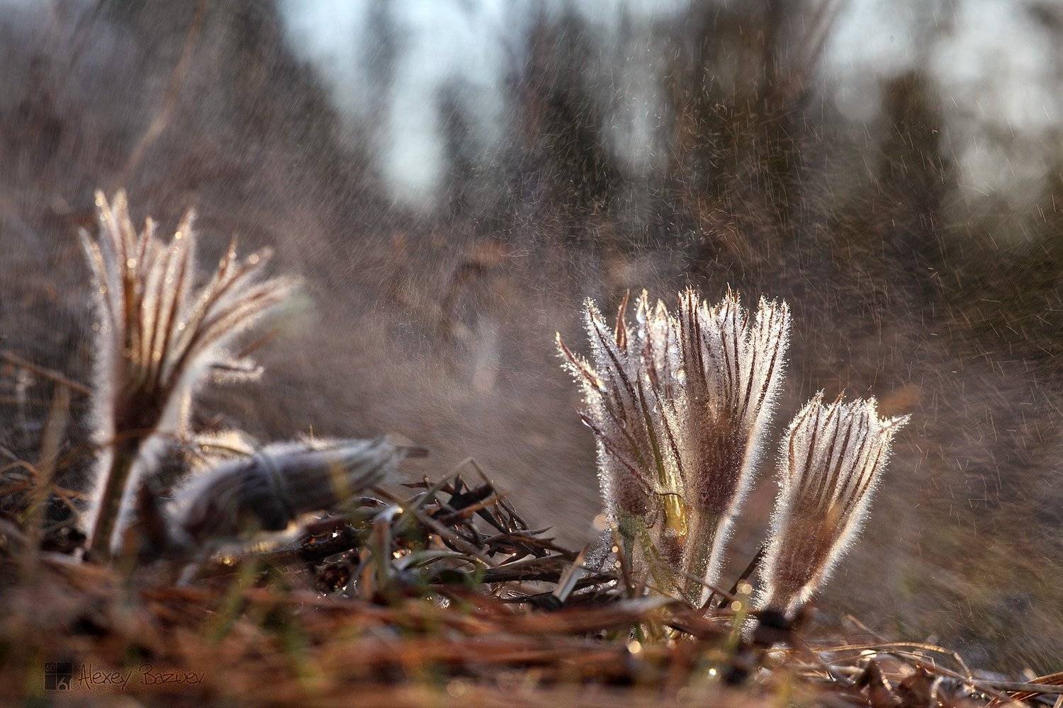 , Алексей Базуев