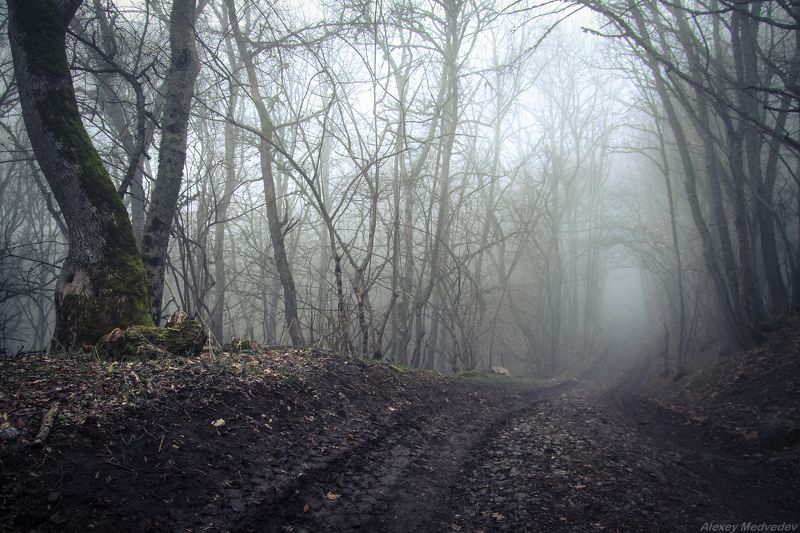 крым, горы, лес, туман, глубоко в горах фото превью