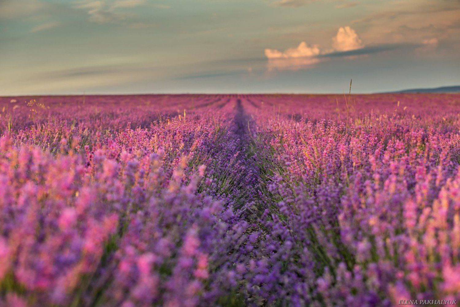 крым,лаванда,прованс,россия,фототур,поле,облака,закат,день,пейзаж,пурпурный,лето, Elena Pakhalyuk