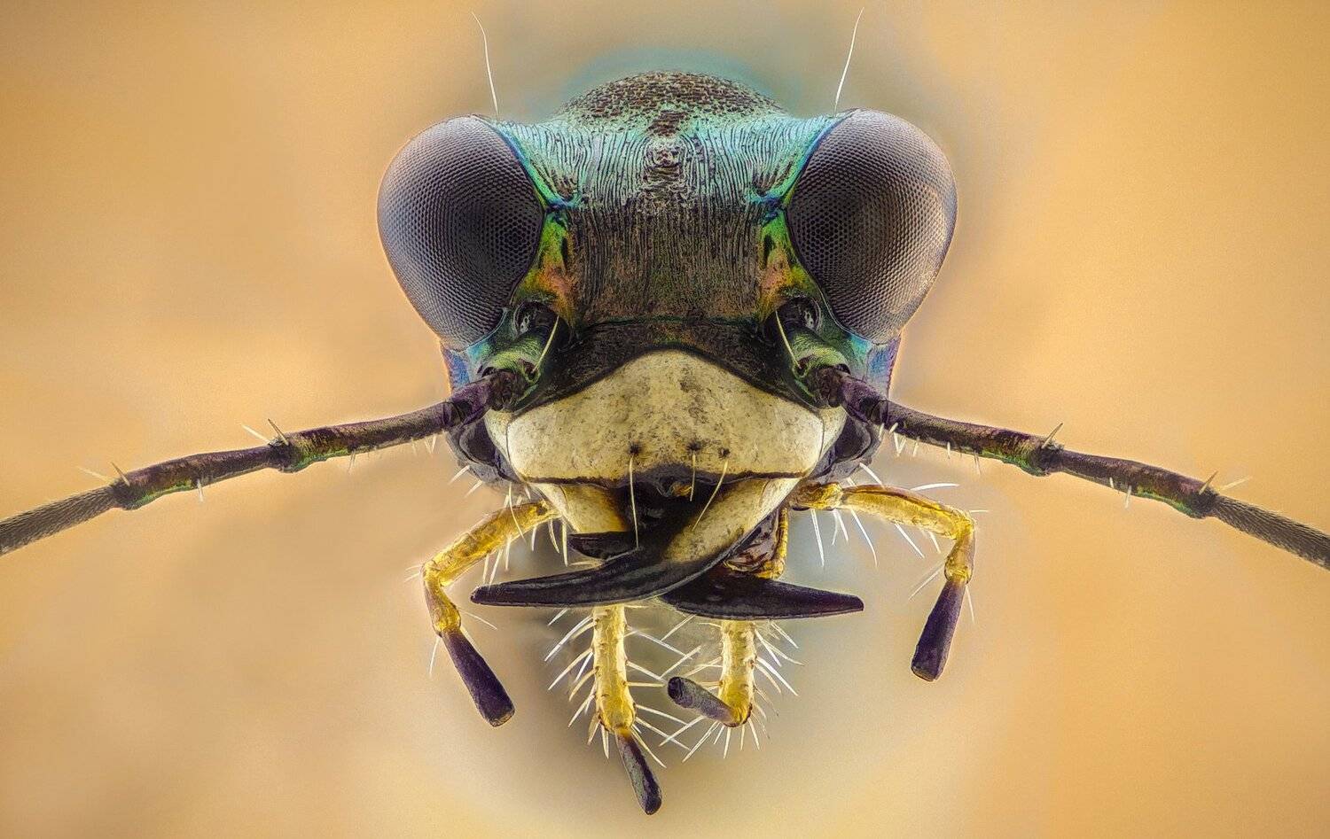 ceclii, macro, extrememacro, Tsvetan Ganev