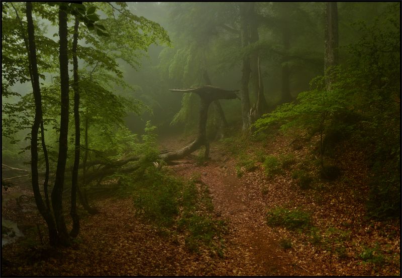 В гостях у Дракоши фото превью