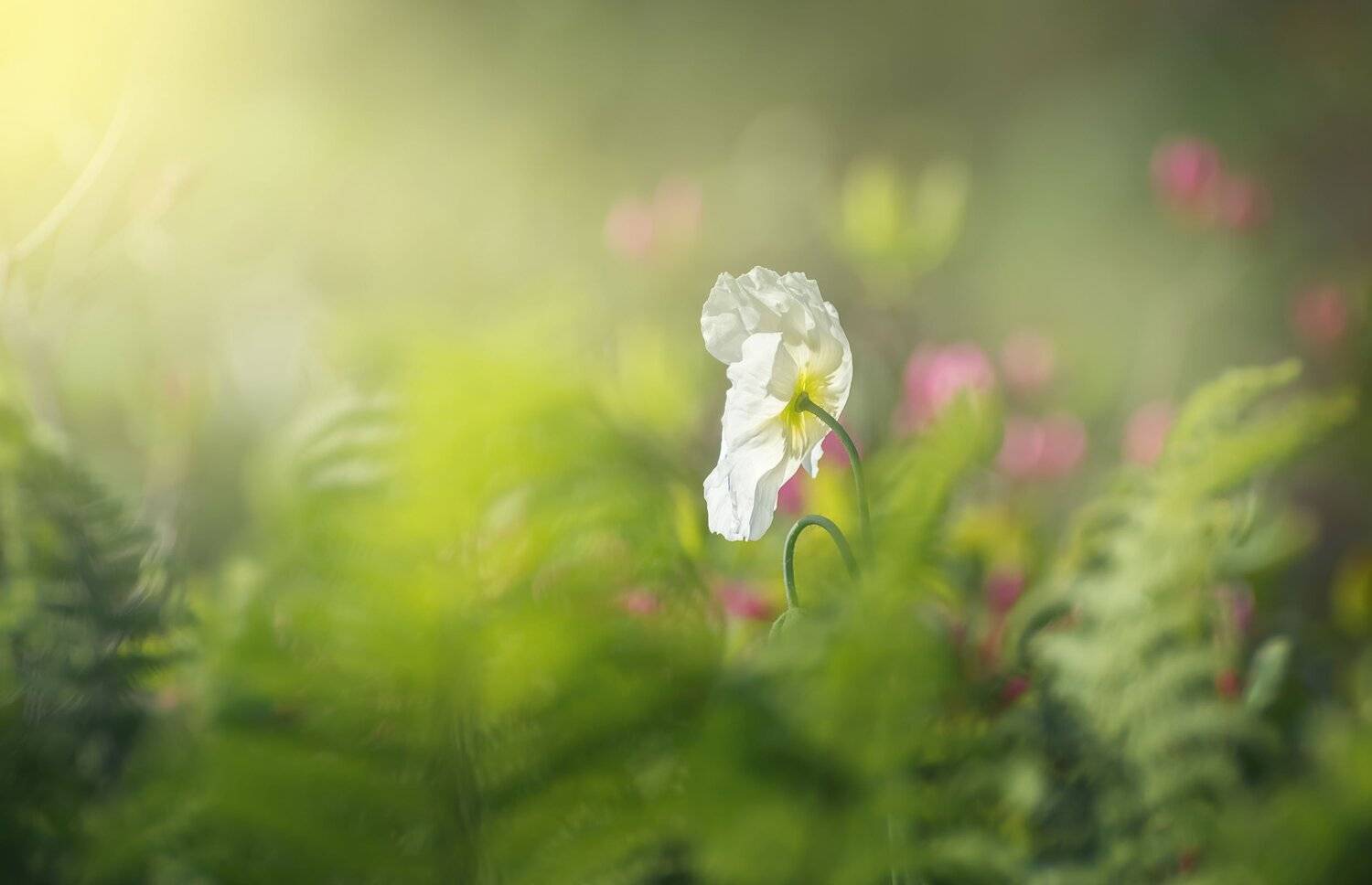 , Шинкарева Елена