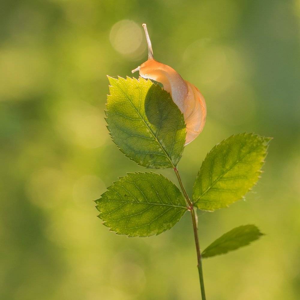 , Pawel Plucinski
