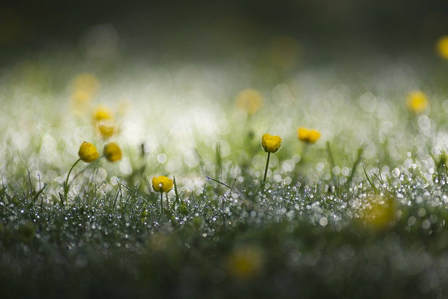 macro, Даниел Балъков