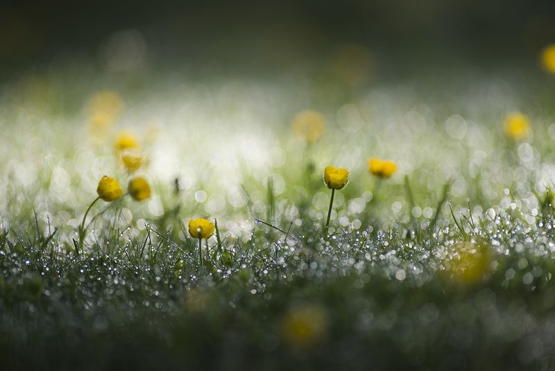 macro Утренний свет через росистую лужайку фото превью