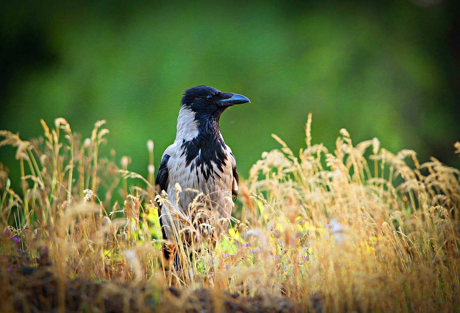 ворона.птица,природа, Marat Magov